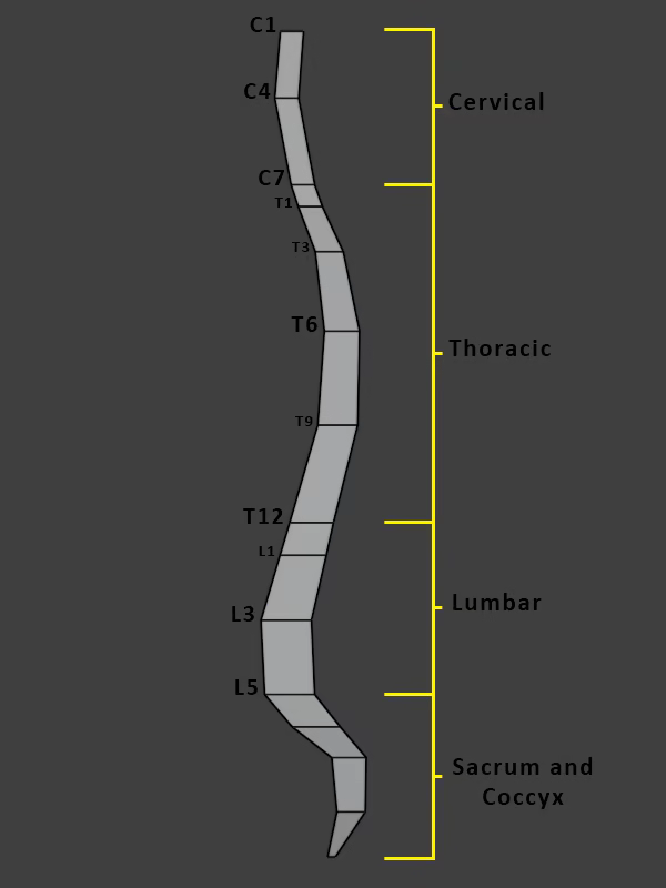 Spine regions